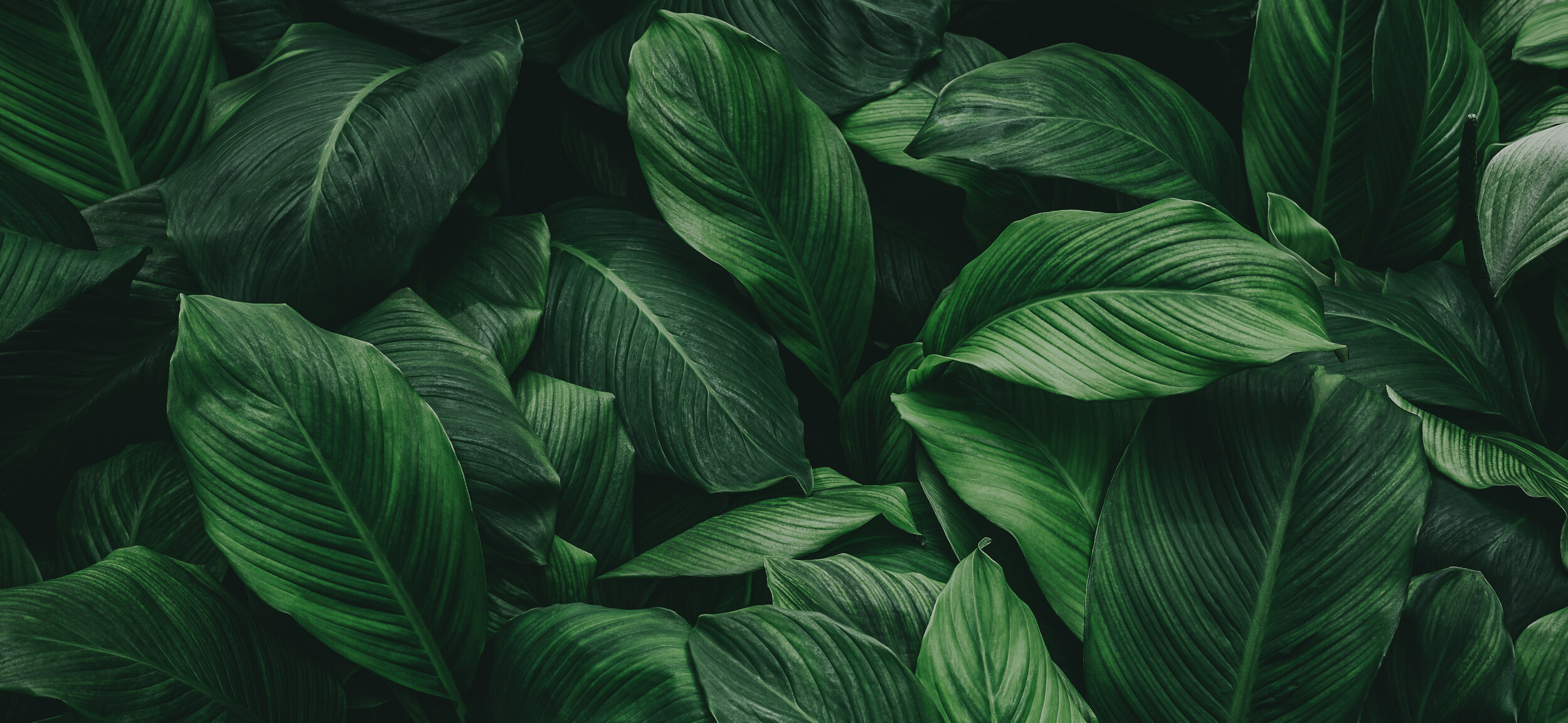 iStock-1254474165.jpg