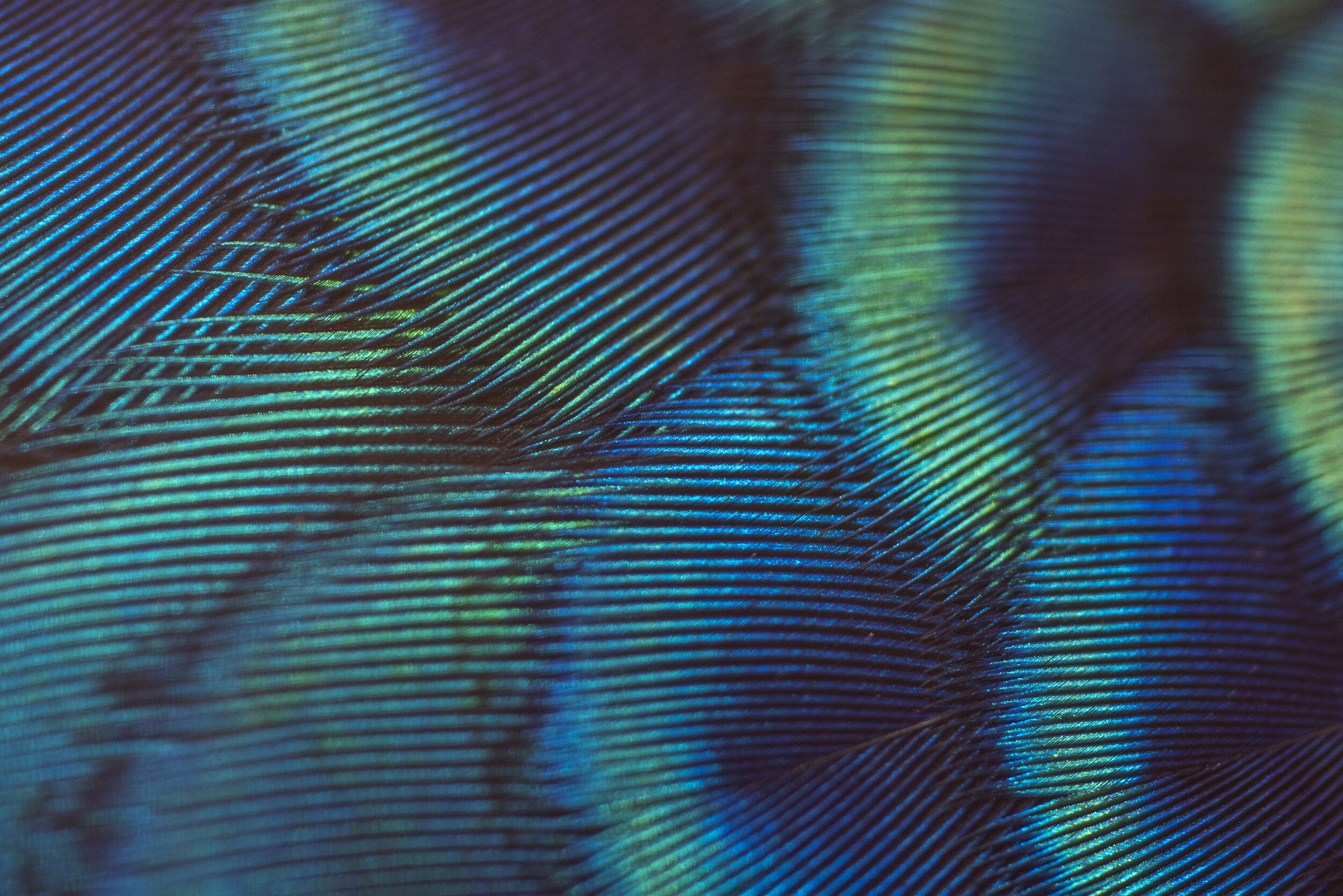 iStock-522729156.jpg