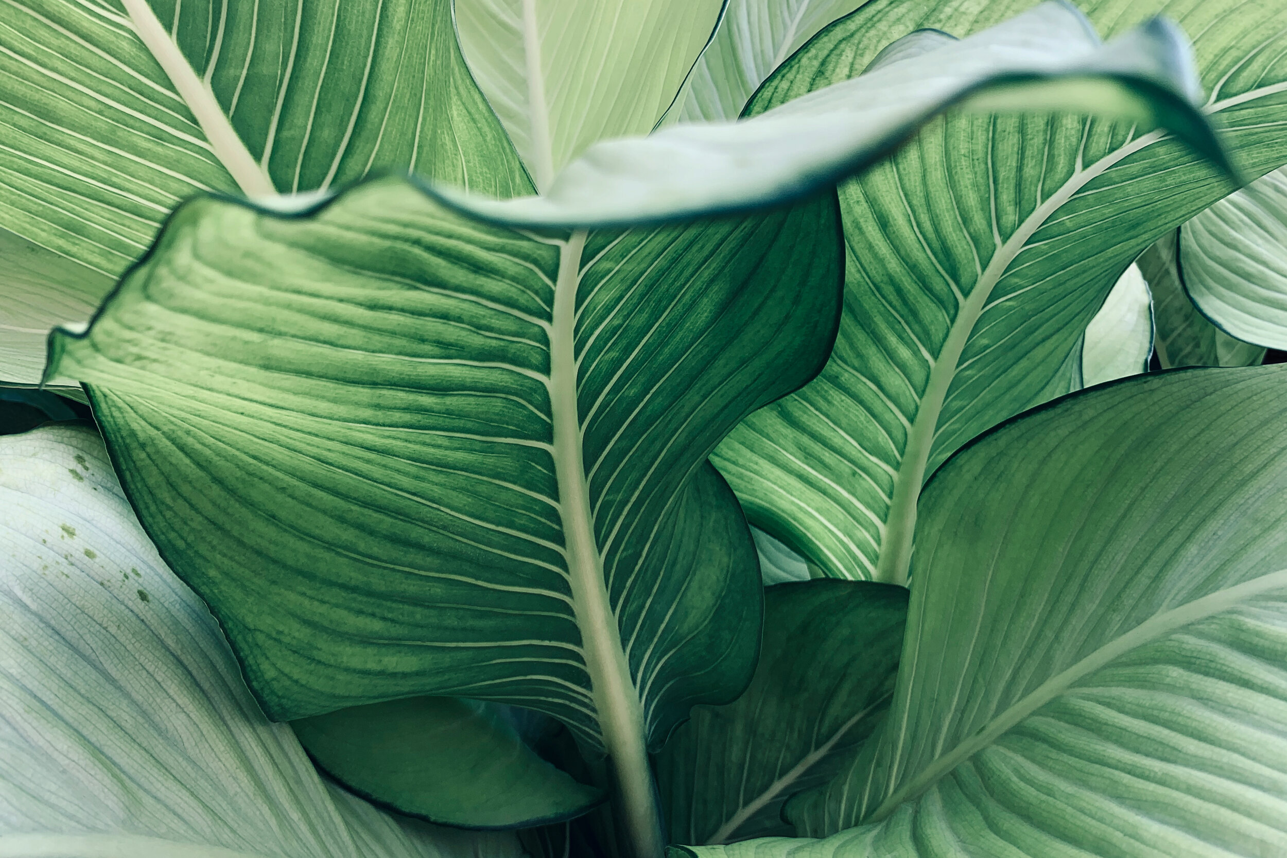 iStock-1209677483.jpg