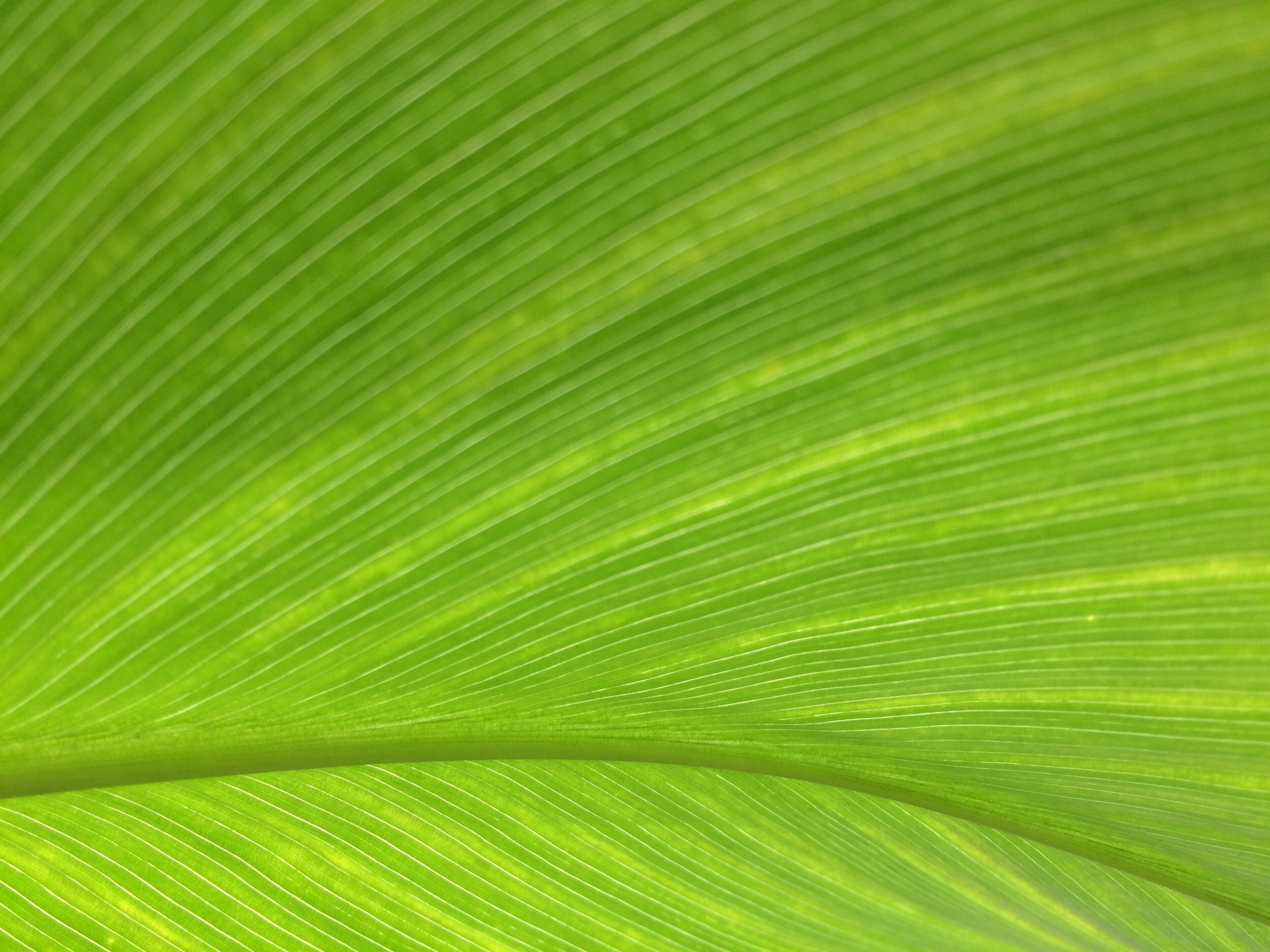 iStock-1009930540.jpg