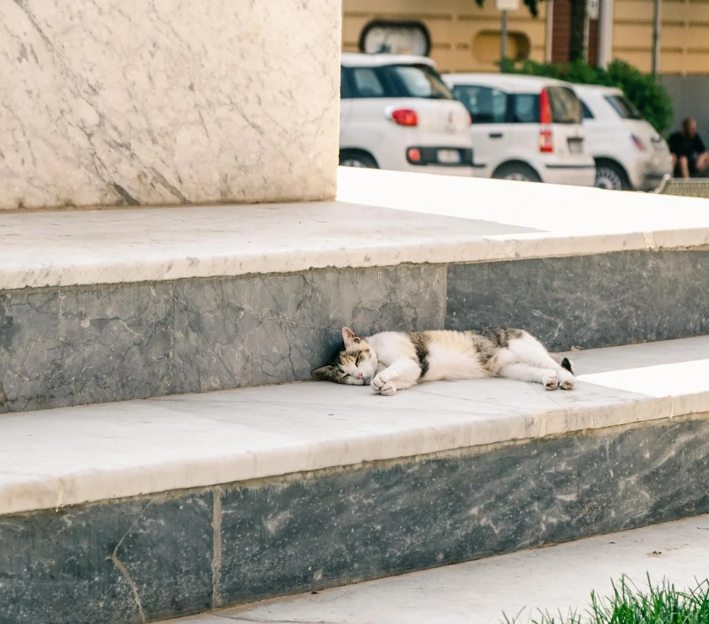 Sorrento 🍋&bull;&bull; Sorrento cat very much representing today&rsquo;s mood. 

I feel like I need to share a whole collection of photos of the Mediterranean cats we met.  Such personalities&hellip;

#travelphotographer  #passionpassport #cntravele