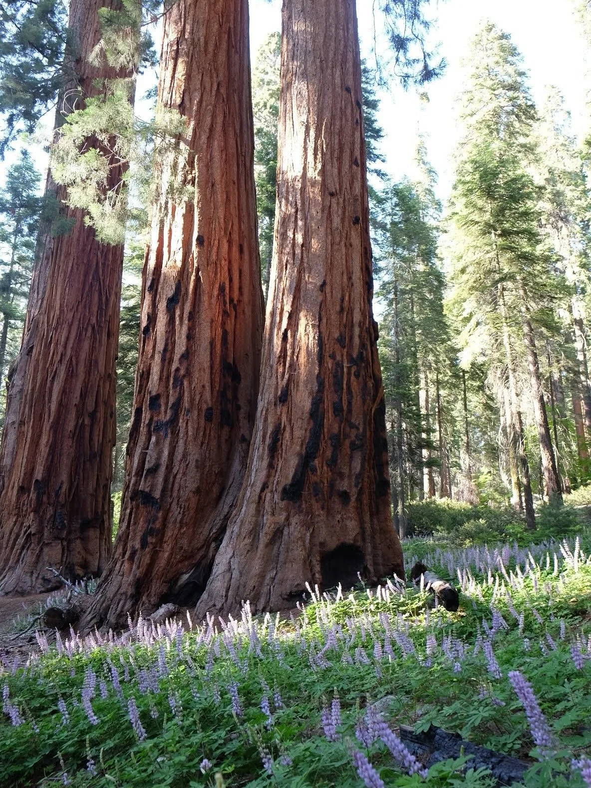 Sequoia National Park 🏞️ &bull;&bull; I realize we have about 1 million problems going on right now, but the current administration is trying to rescind the Roadless Rule which protects millions of forests. It keeps these wild places wild - continui
