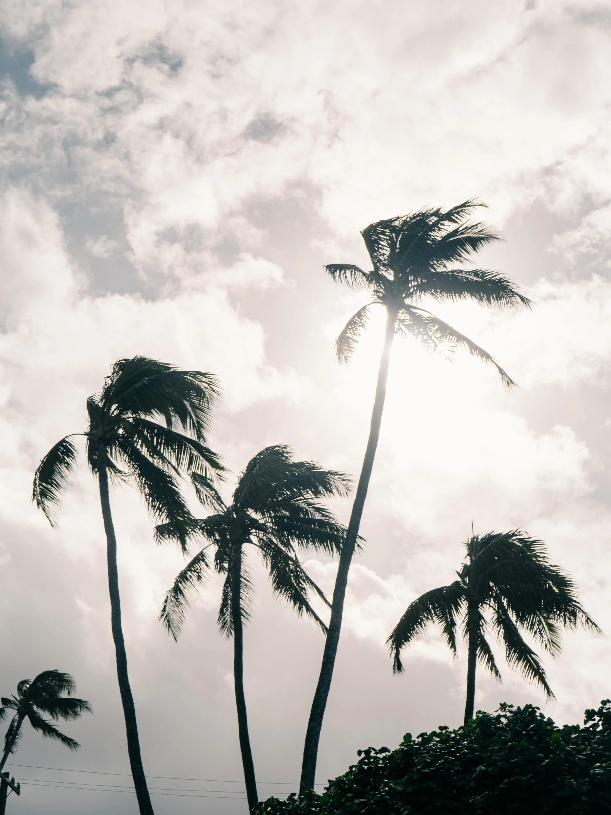 Oahu 🌺 &bull;&bull; Hope you&rsquo;re having a lovely summer! It&rsquo;s been extra busy with life and work on my end so trying to concentrate on home with whatever hours are left in the day. And getting my darn photobook done 😅

Just some palm tre