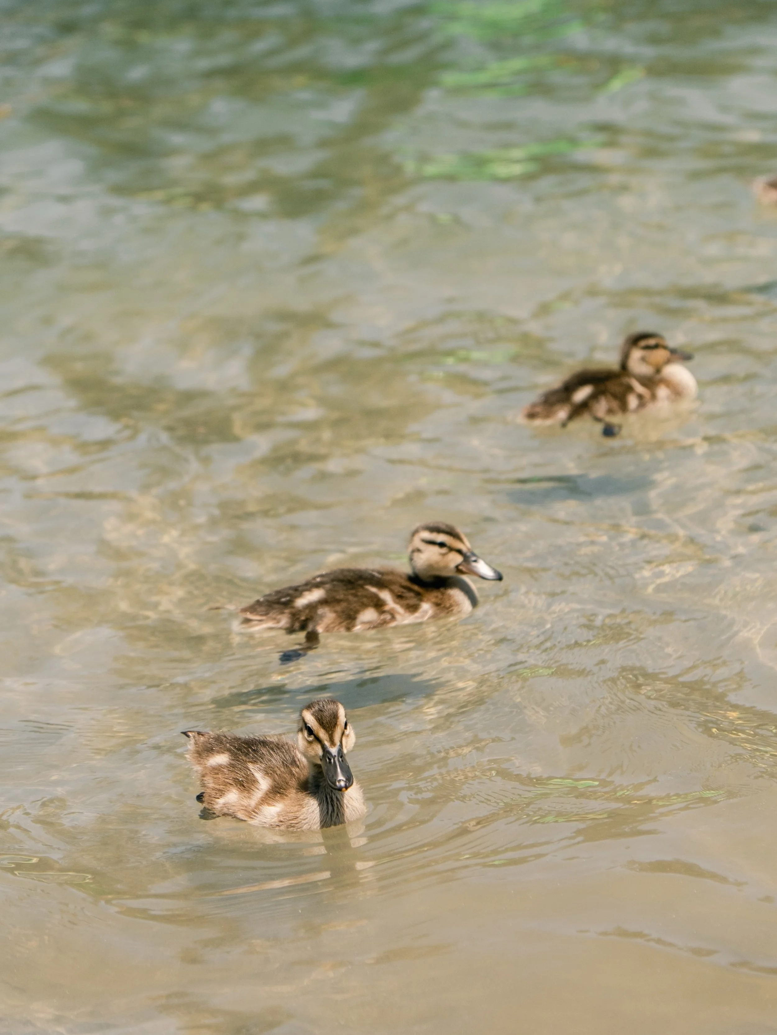 Earlier this summer, we went to Lake Arrowhead and met the cutest ducklings. B had full blown conversations with them, and I&rsquo;ll always remember how in tune he is with animals as I watched them face and listen to him. 

It was also a treat to se