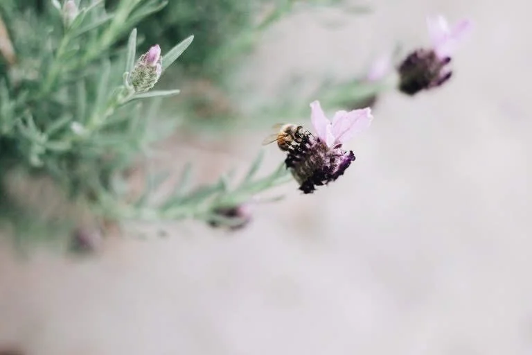 This is one of the first photos of my garden with my camera. We lived in a townhouse, and my garden consisted of several containers of tomatoes, herbs, and flowers that lived on the concrete patio. Humble beginnings ☺️ 🐝 

This is still one of my fa