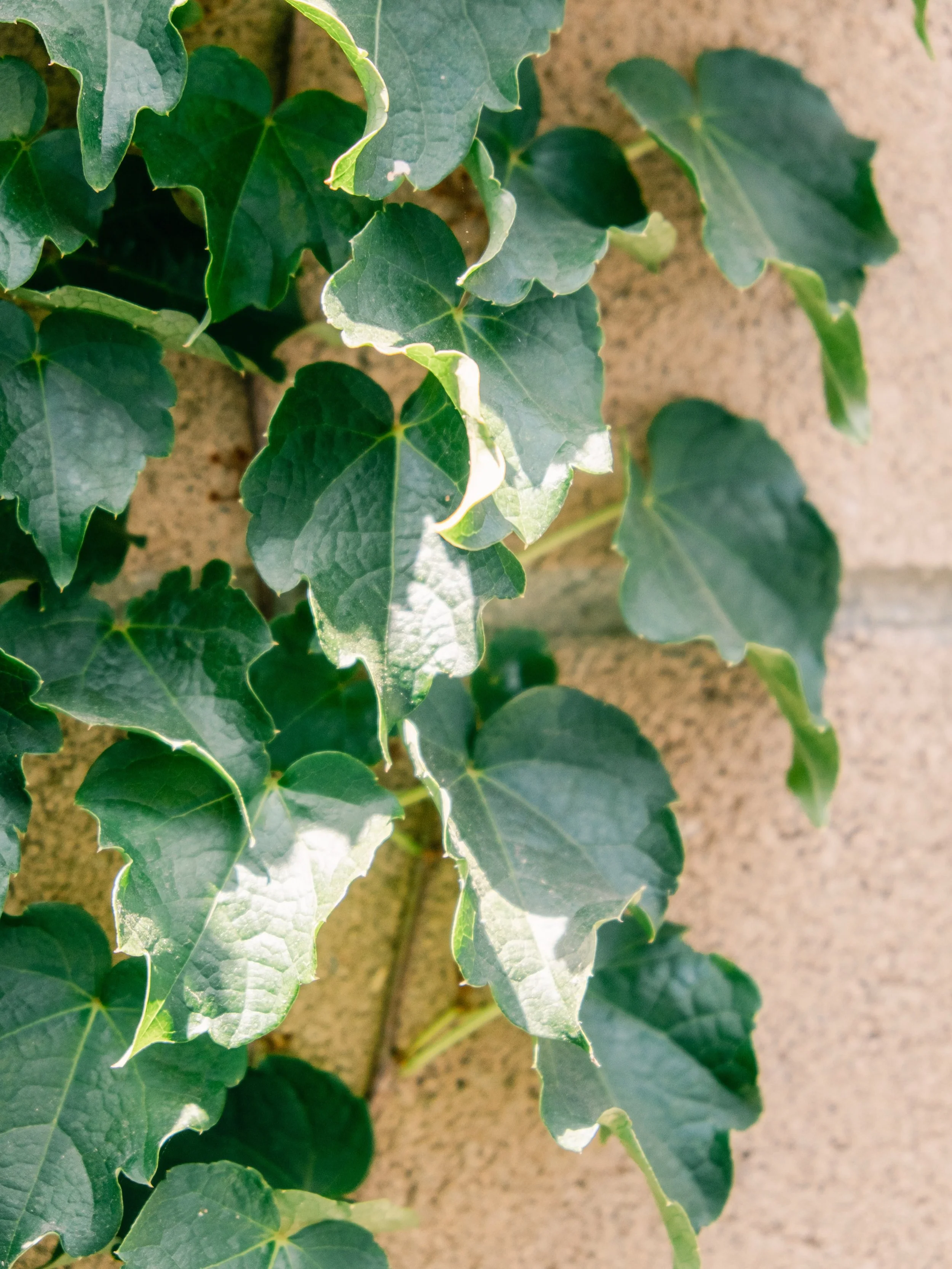 My version of whimsy-maxxing 🍃 

I spent every year in our home cooking in the kitchen and staring at this brick wall. Year after year, I hesistated on planting anything. Well, I finally decided to plant a Boston Ivy to climb along the bricks, and i