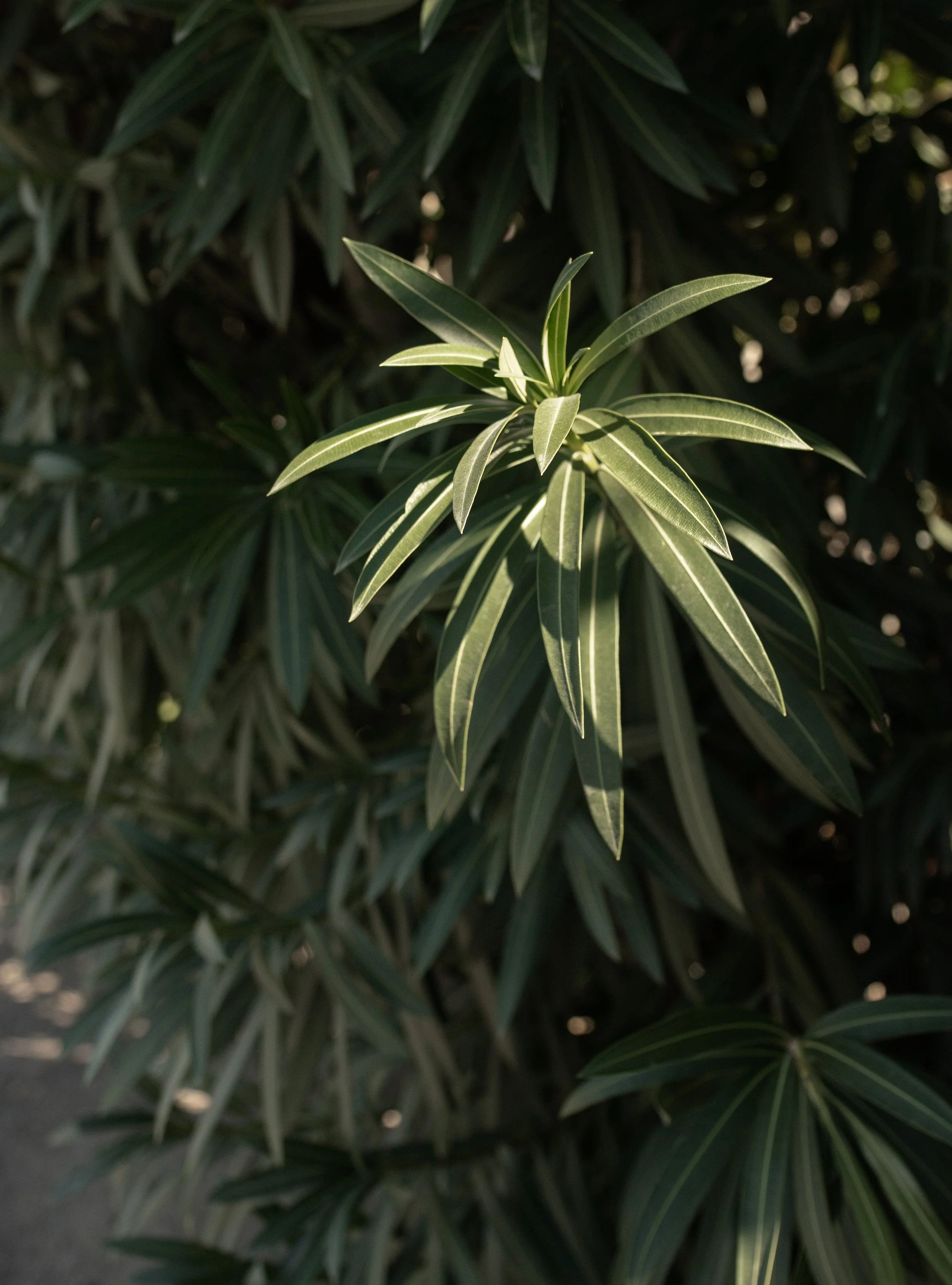 MBP-Palm Springs-1451.jpg