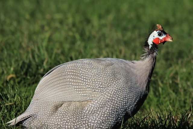 guinea-fowl-5609070_640.jpg