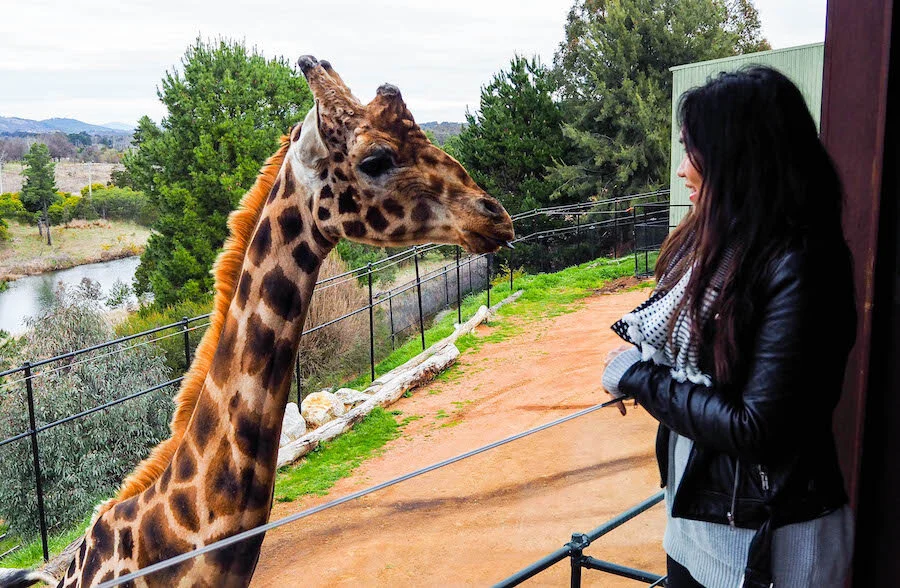 Run Away With Me To Jamala Wildlife Lodge