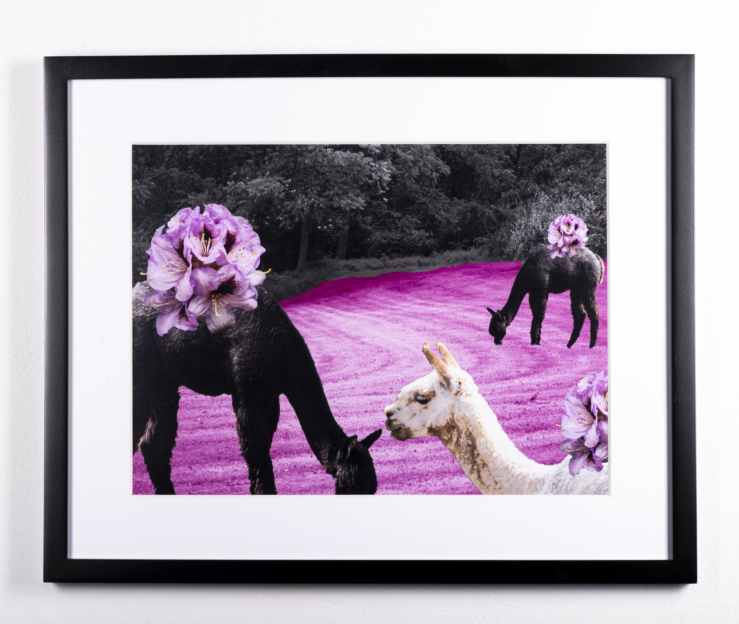 "Digital Collage" | Anisha Cornish