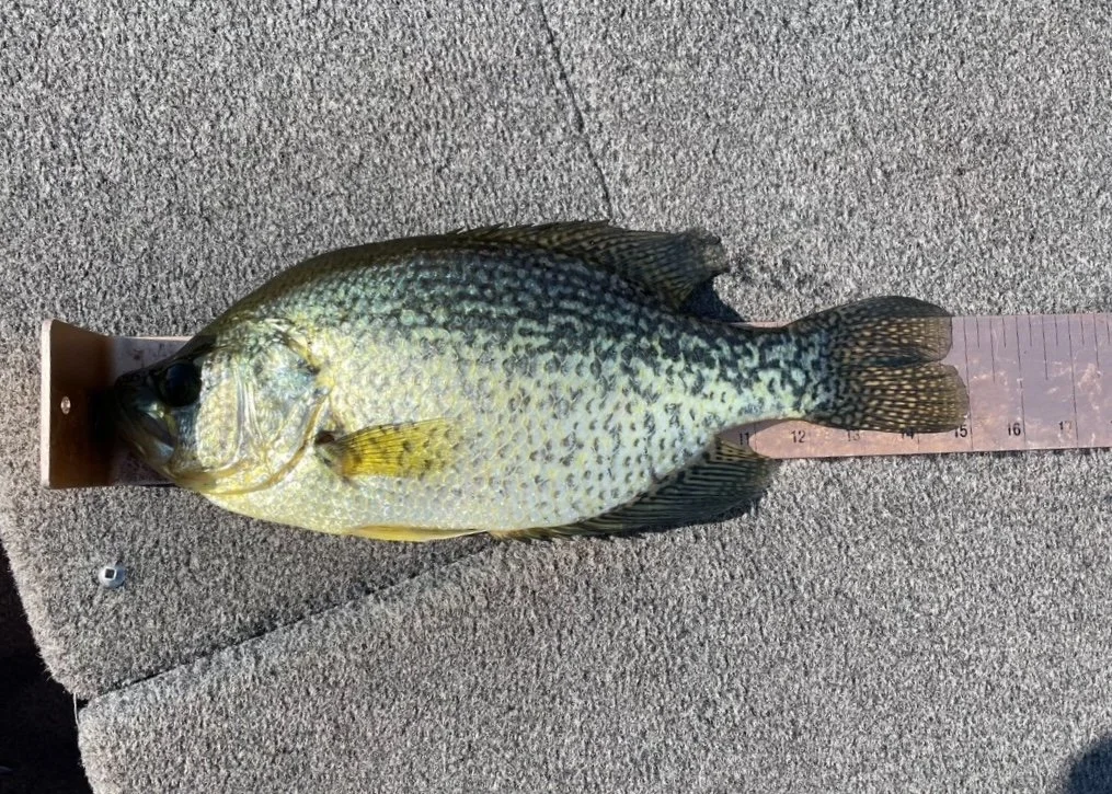 Bass Fishing Guide Services - Fishing Guide - Upper Michigan - A crappie lying on a measuring ruler on a textured surface.