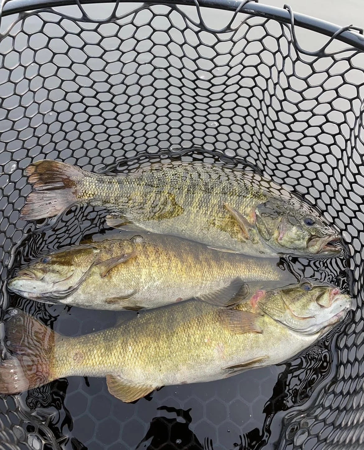 Three fish in a net over water