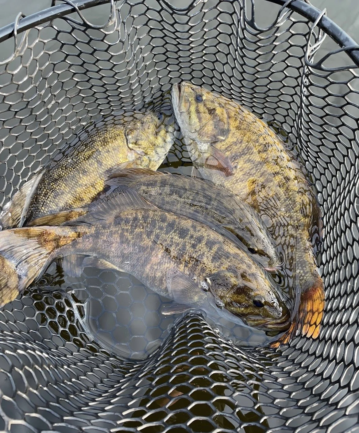 Bass Fishing Guide Services - Fishing Guide - Calumet, MI - 3 Bass Caught in a net