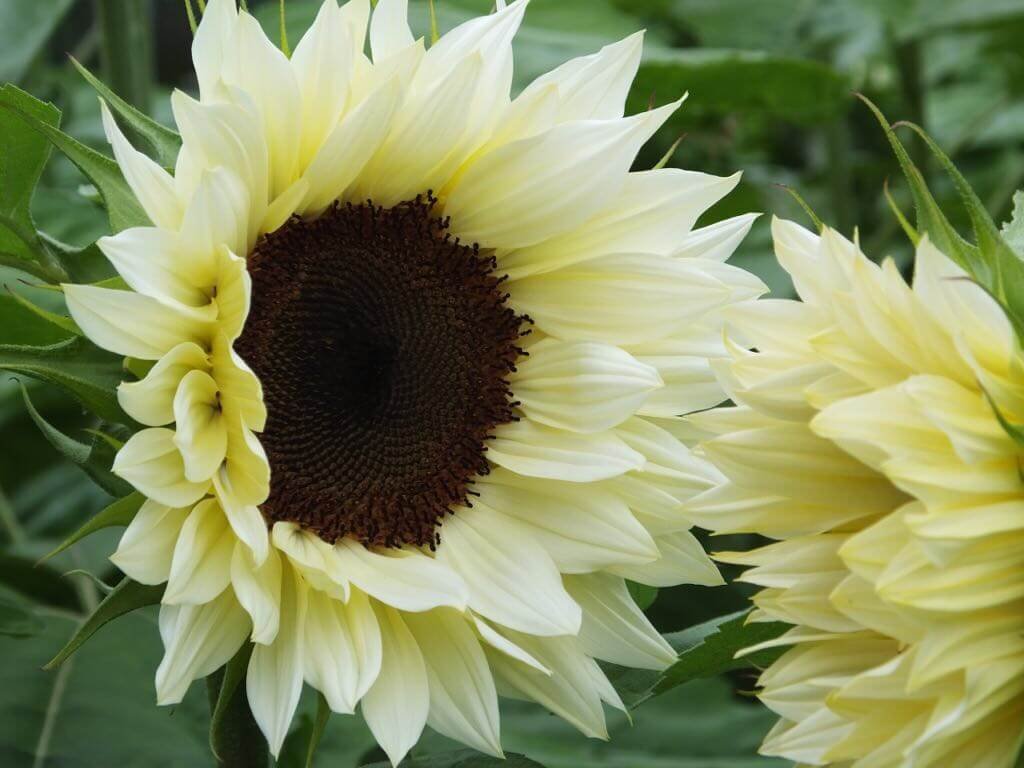 sunflower-white.jpg