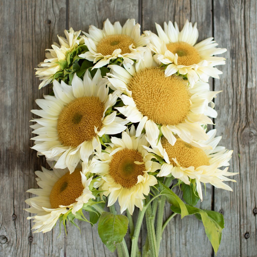 Sunflower-White_Lite_Floret.jpg