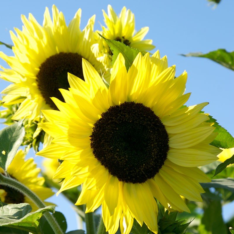 Sunflower lemon-queen.jpg