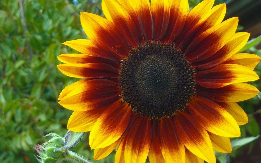 Sunflower-red and yellow.jpg