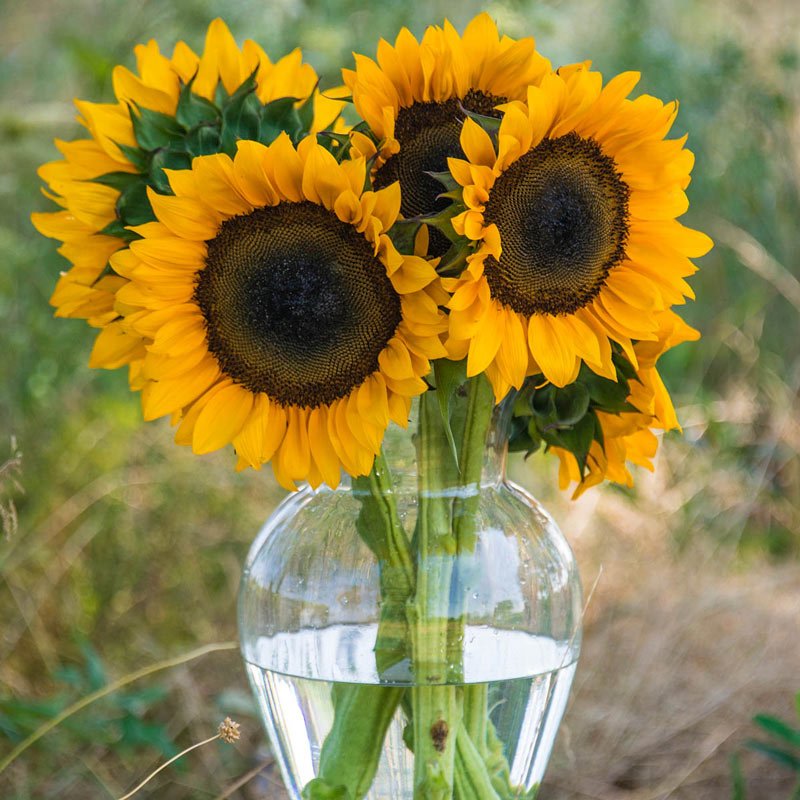 Oil seed sunflower.jpg