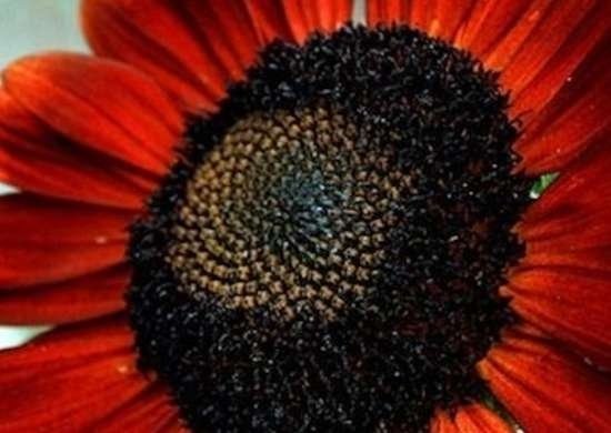 Sunflower-RedSunFlower.jpg
