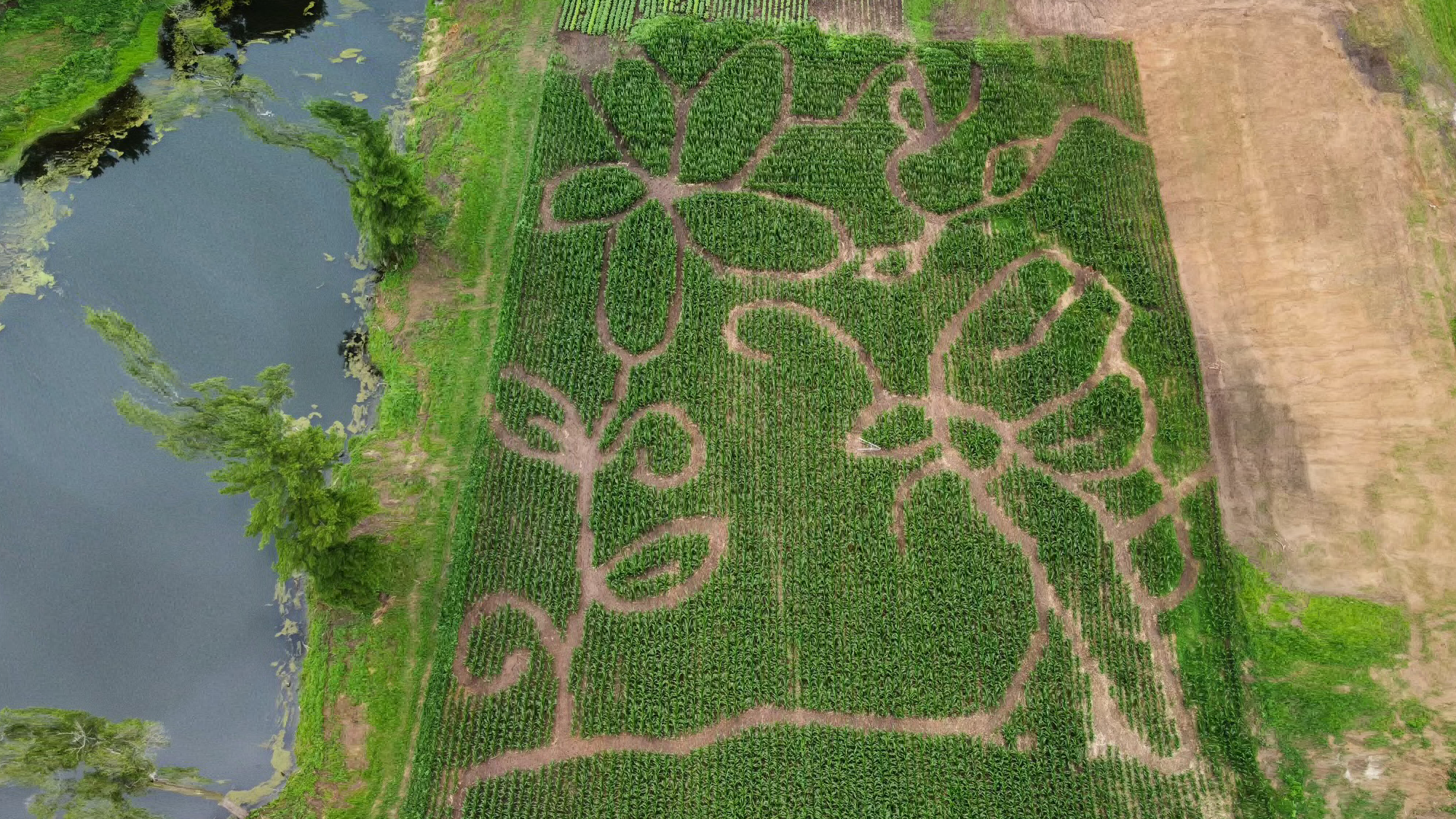 The 2021 corn maze at Danndee Flowers