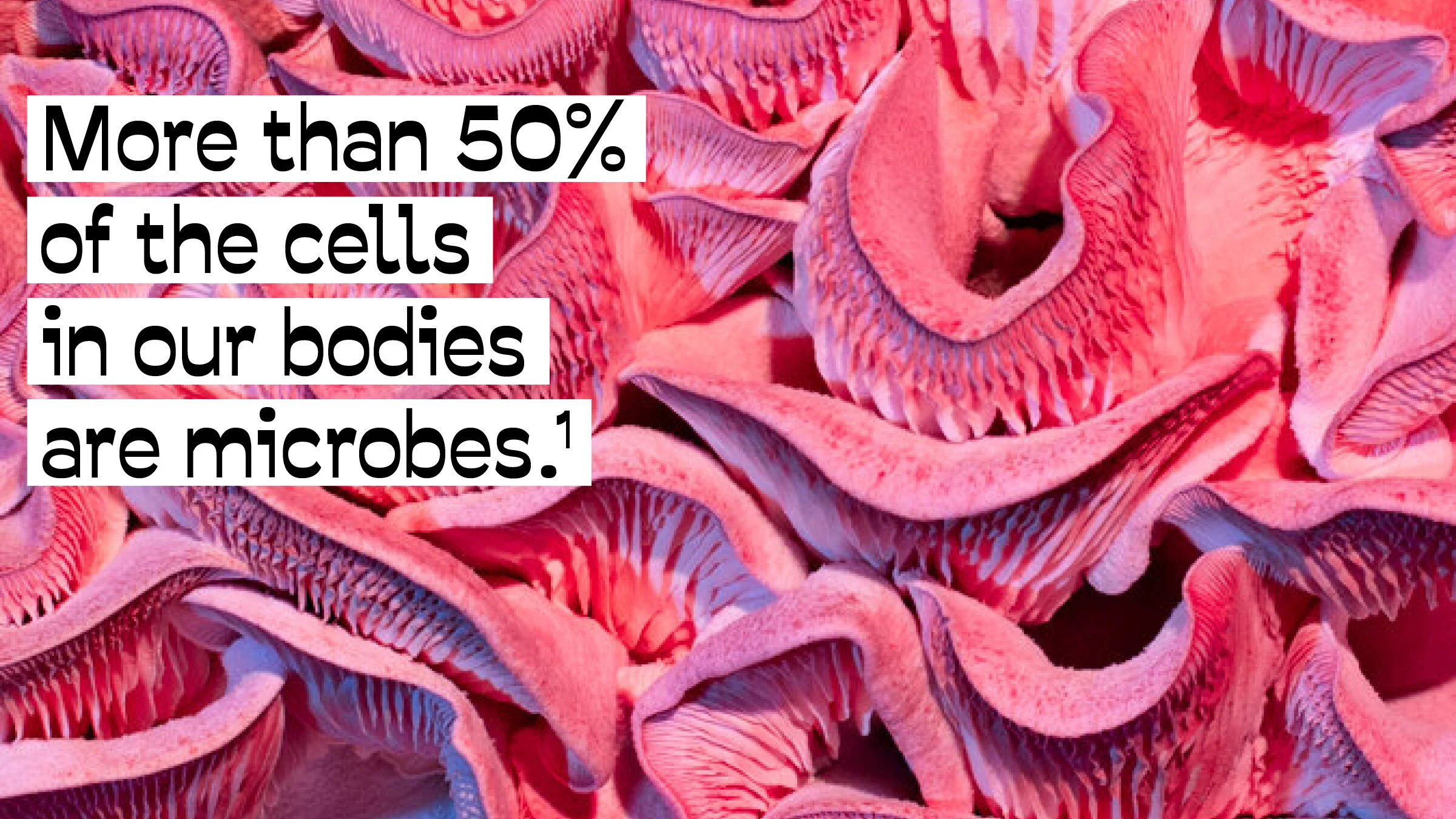 (Image credit: Phyllis Ma, Mushroom and Friends)