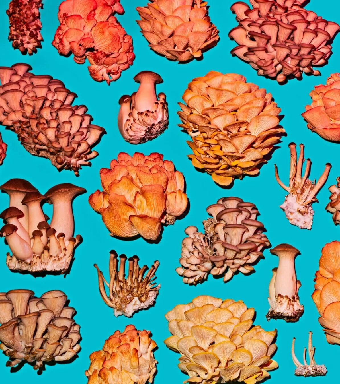 (Image credit: Phyllis Ma, Mushroom and Friends)