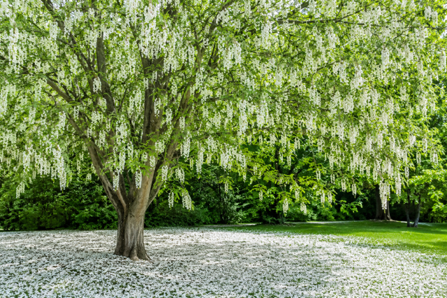 Trees Part 4