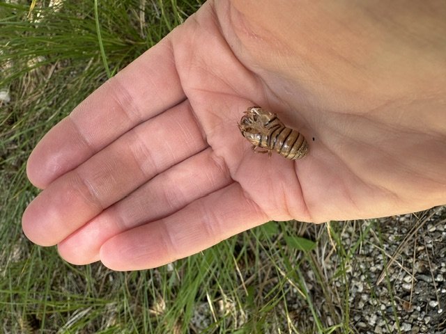 Unveil and Bee Shell