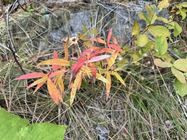 Autumn Transition, A Season of Purification