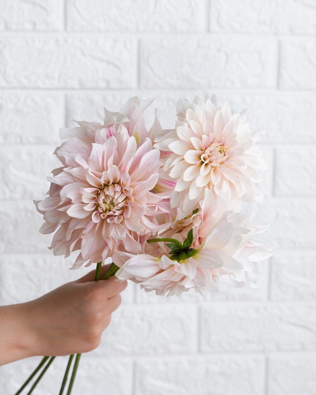 Caf&eacute; au lait dahlias are such a favourite of summer brides (and us as well!). These giant blooms have a stunning colour composition of pale creamy blush, and we can't get enough 🤩⁣
⁣
⁣
⁣
⁣
⁣
⁣
#vancouverflorist #vancouverflowers #flowerboutiq