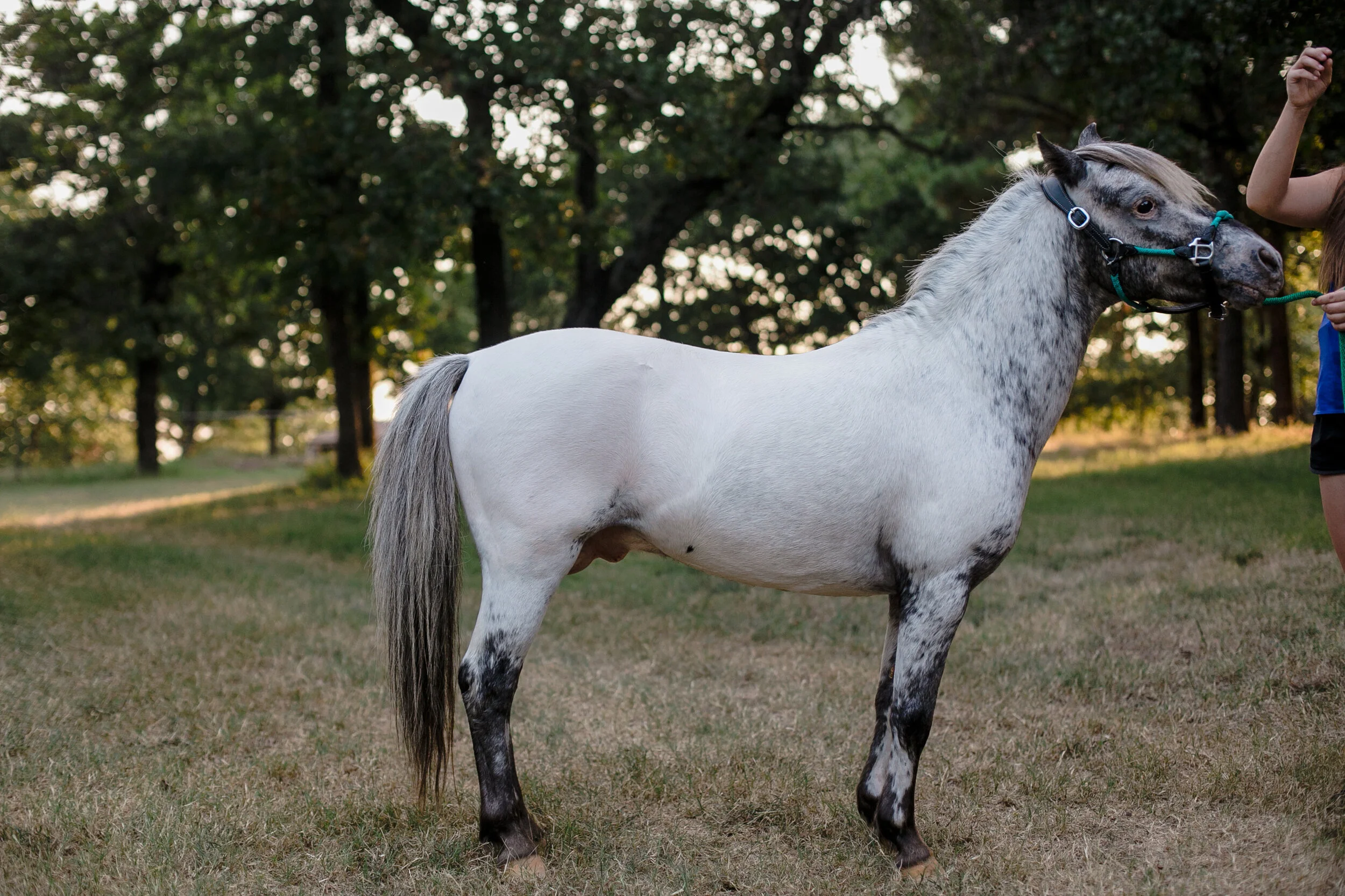 Horse Registration Pics - Dylan Johnson - @giantclick-42.jpg