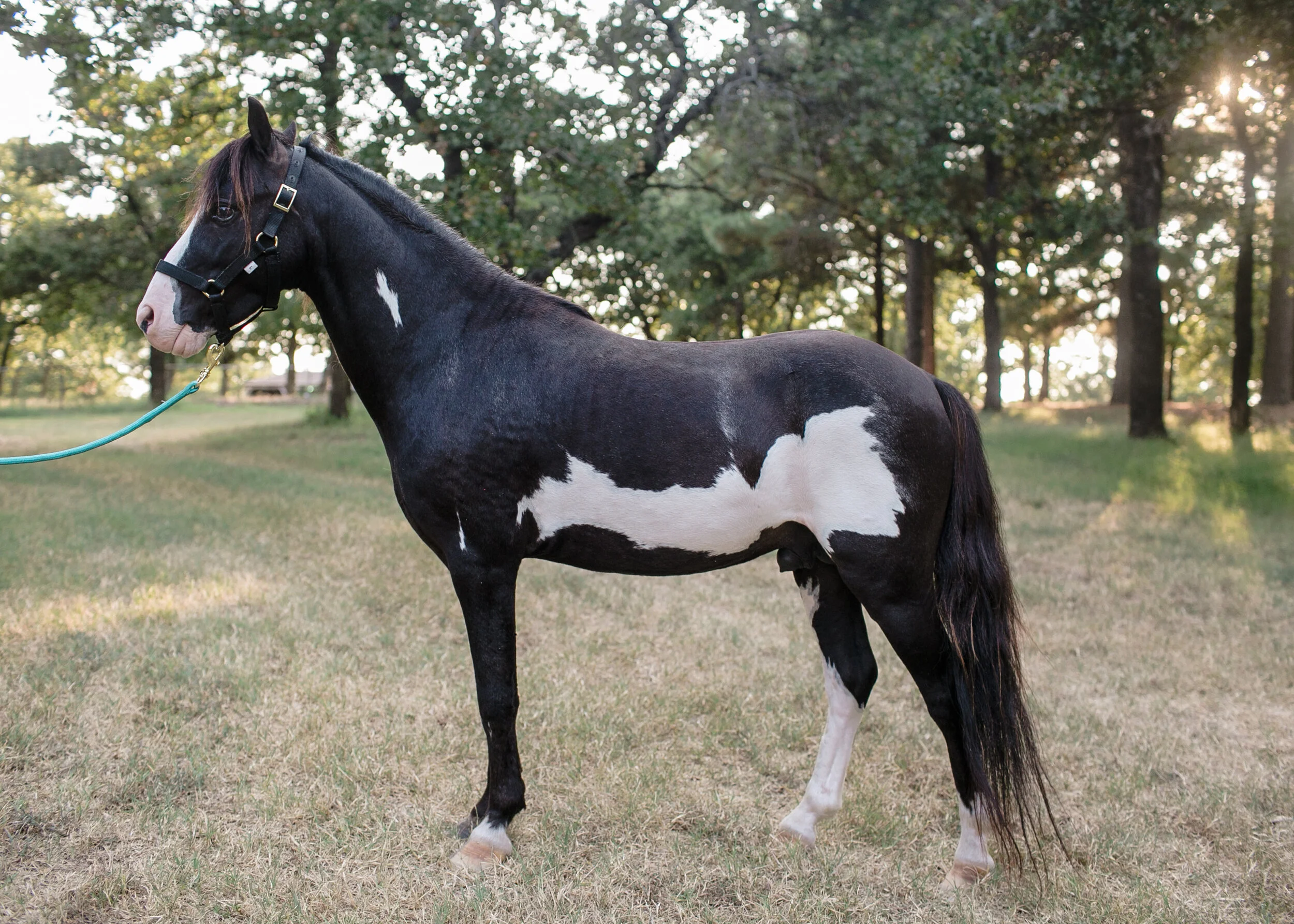 Horse Registration Pics - Dylan Johnson - @giantclick-18.jpg