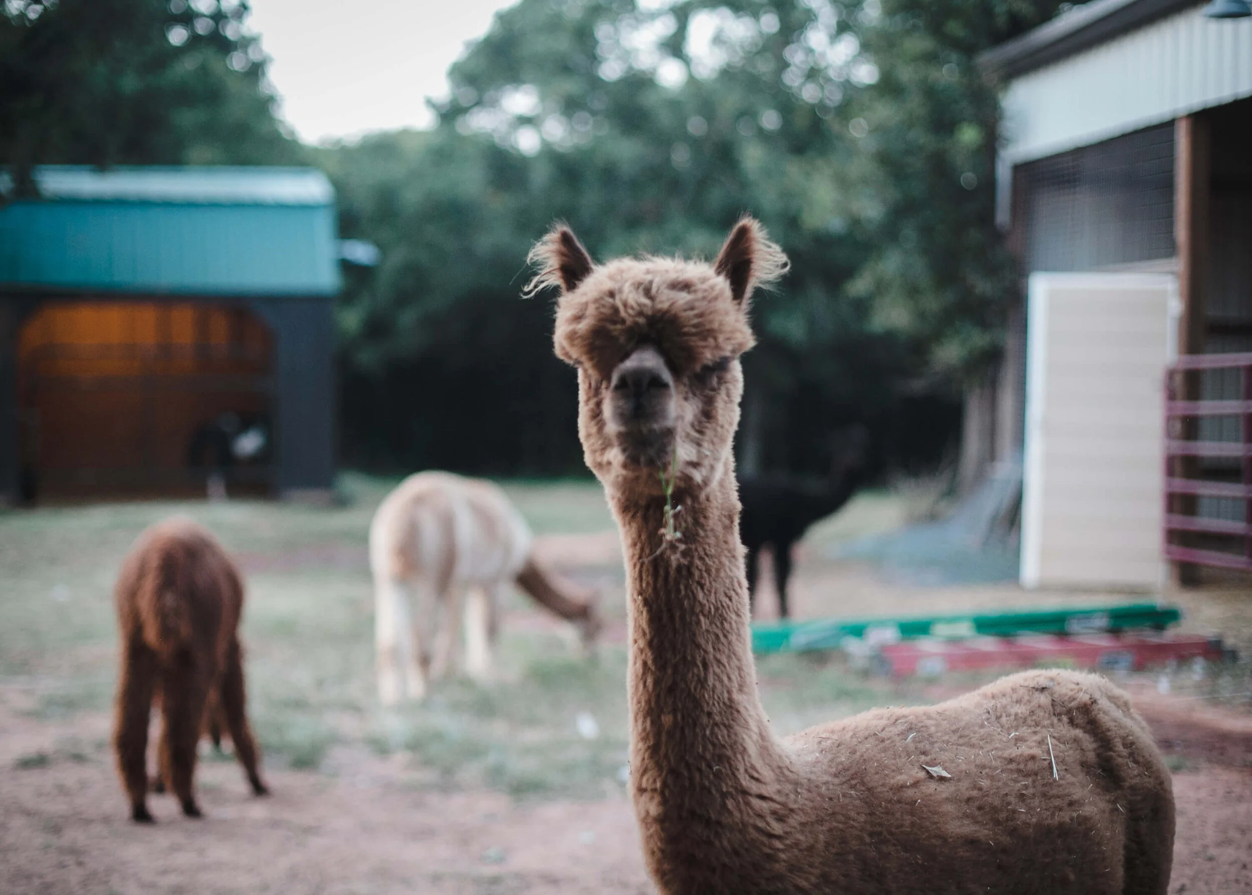 Lion Dog Farms of NOrman OK Alpacas Tibetian Mastiffs Alpacas Miniature Horses Lion Dog - Dylan Johnson - @giantclick-50.jpg