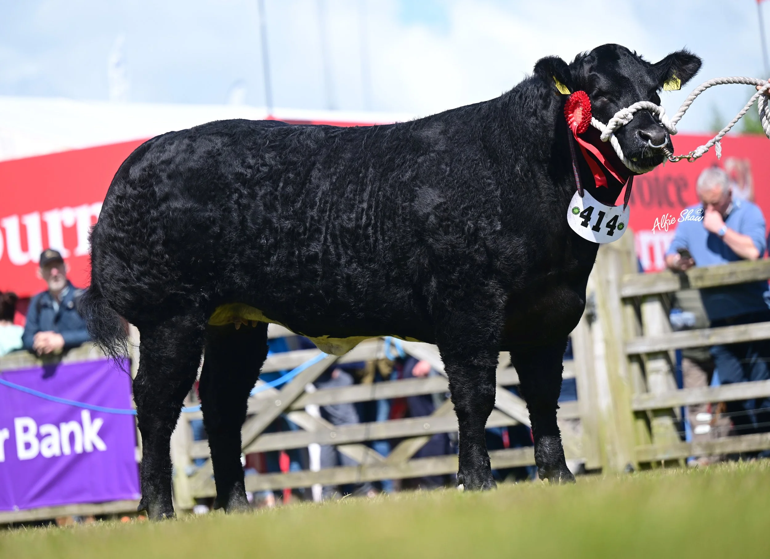 Worth a Try- heavy Weight Class winner Balmoral 26