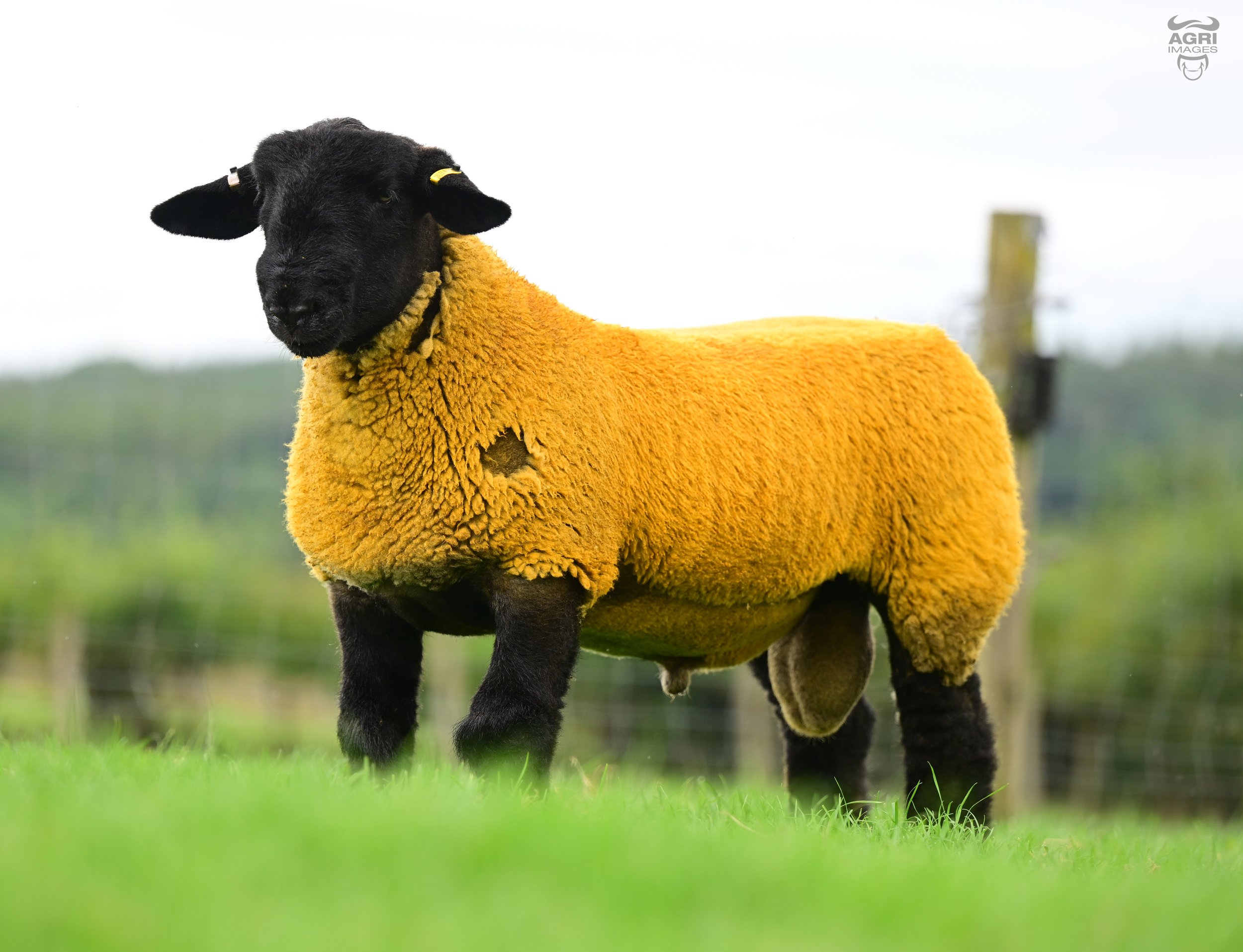 Lot 85- Another Castlisle Black Adder, full brother to Lot 83, naturally reared on the ewe. Great body, full of character.