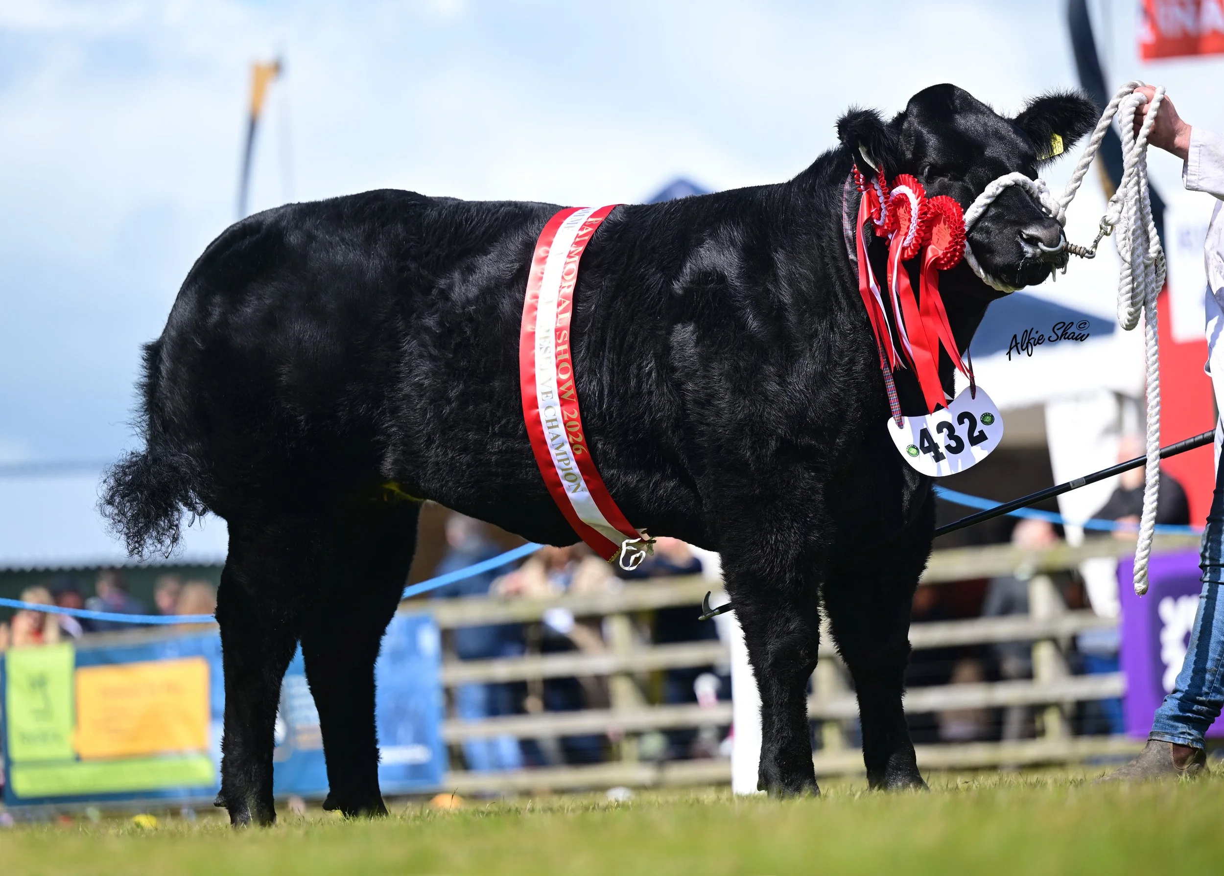 Runway Ready- Res Champion Balmoral 26