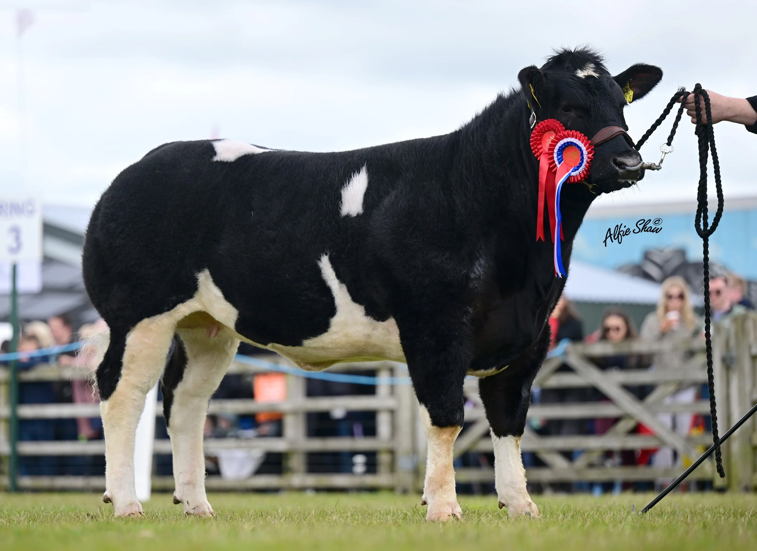 Jalex Vivi- British Blue Junior Champion Balmoral 2026