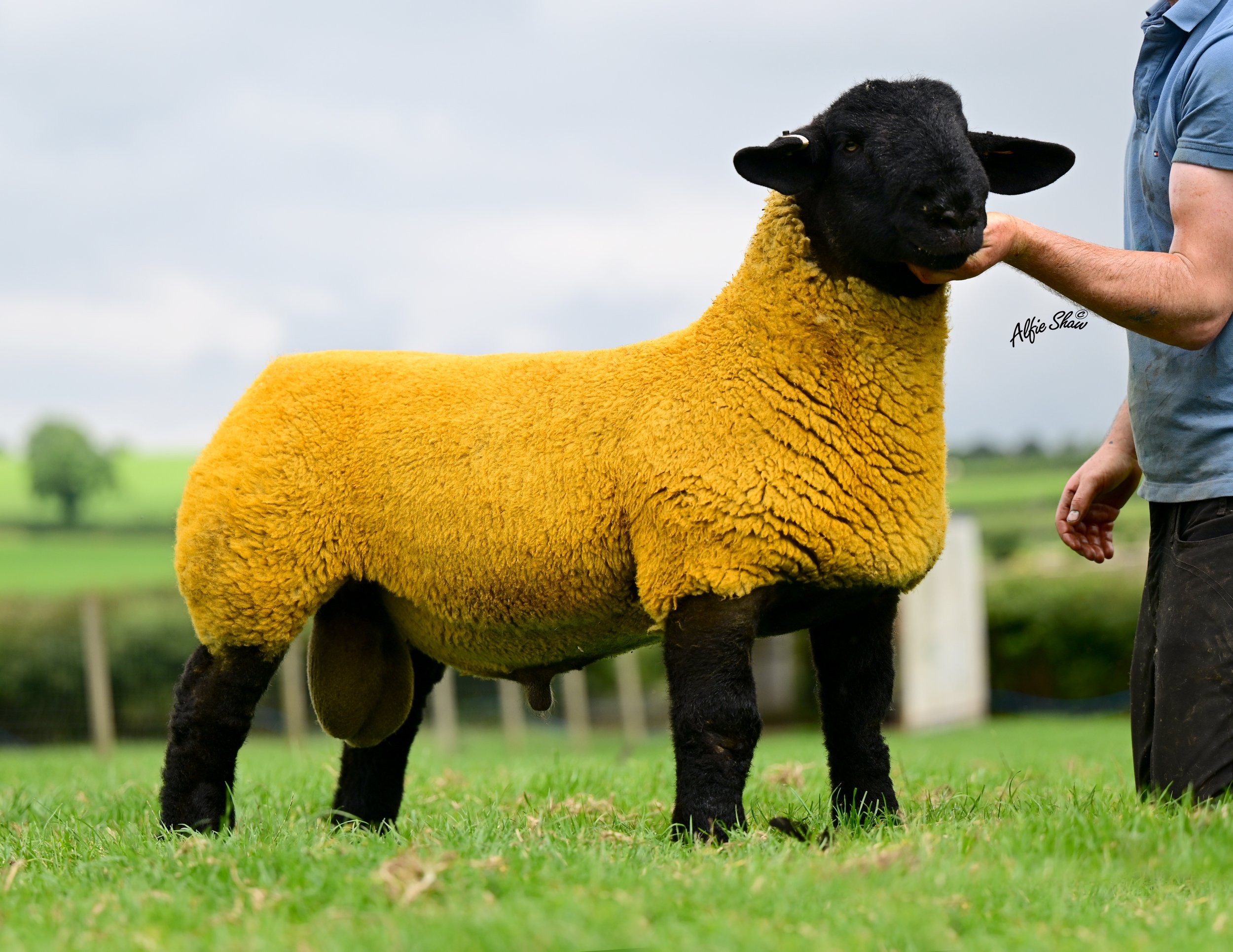 Lot 83- Our 1st lamb by Castleisle Black Adder. What a body and end here, colour on point.