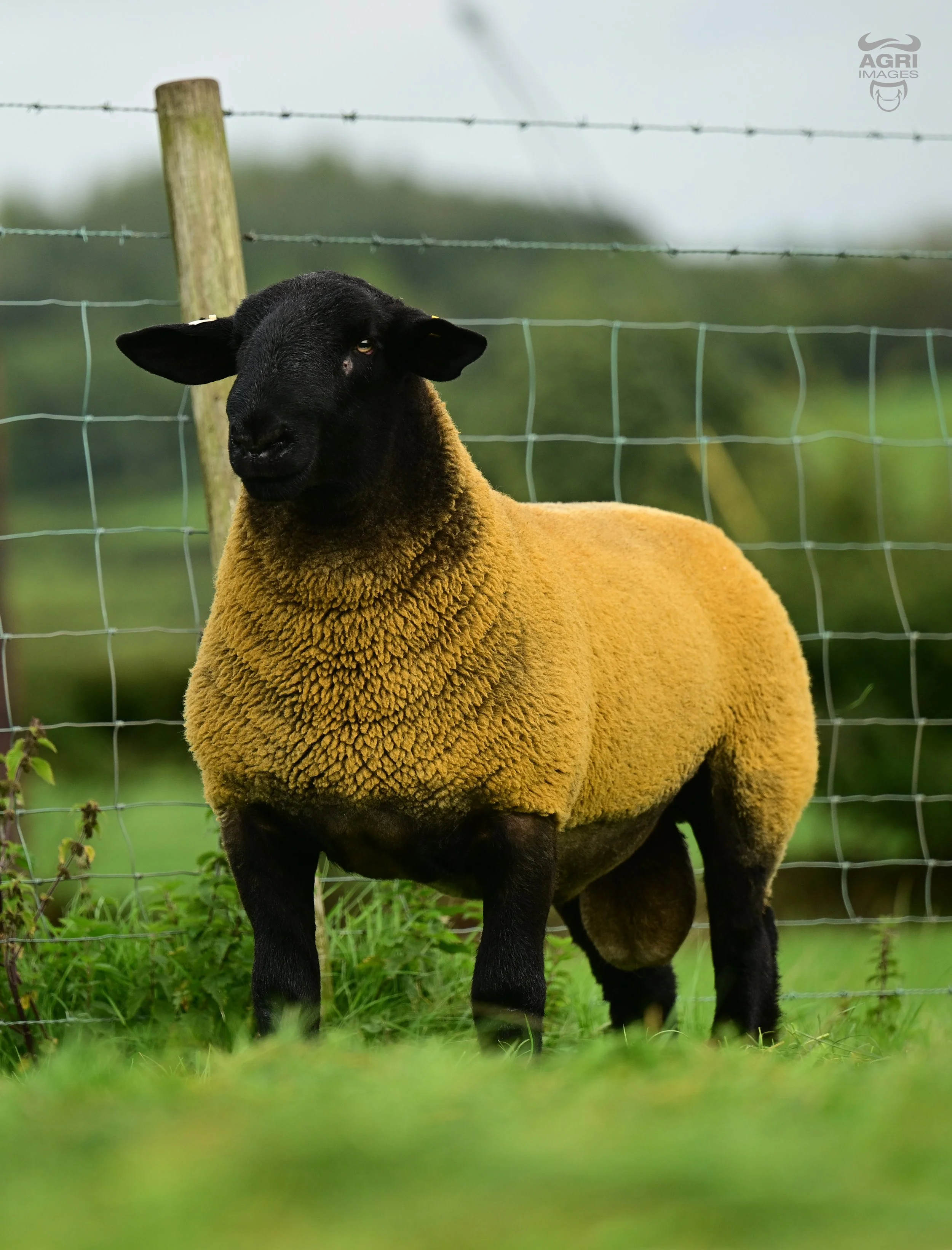 Sold Kelso 26- 2nd top price- £9000