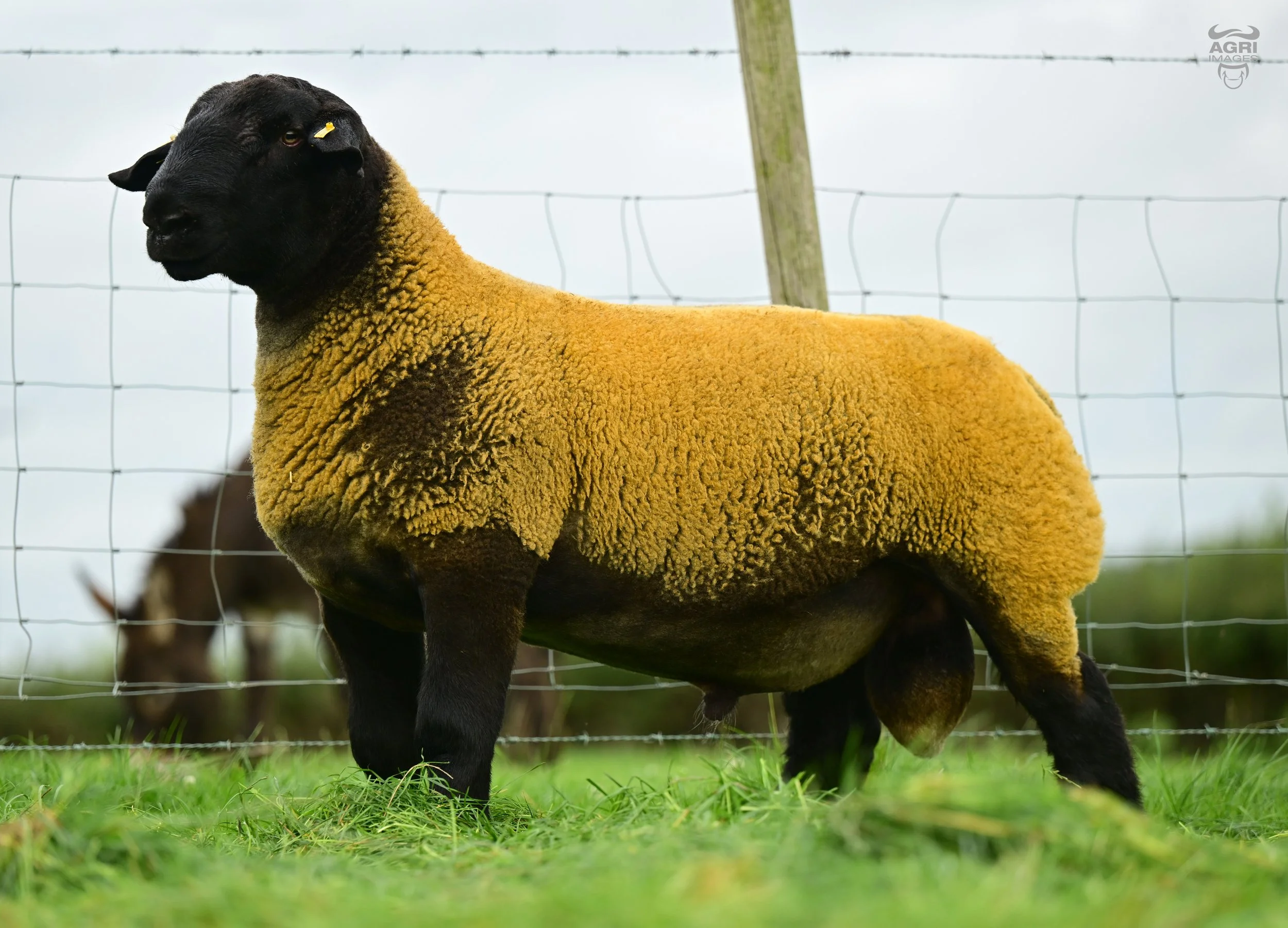 Sold Kelso 26- Joint Top price - £11,000 