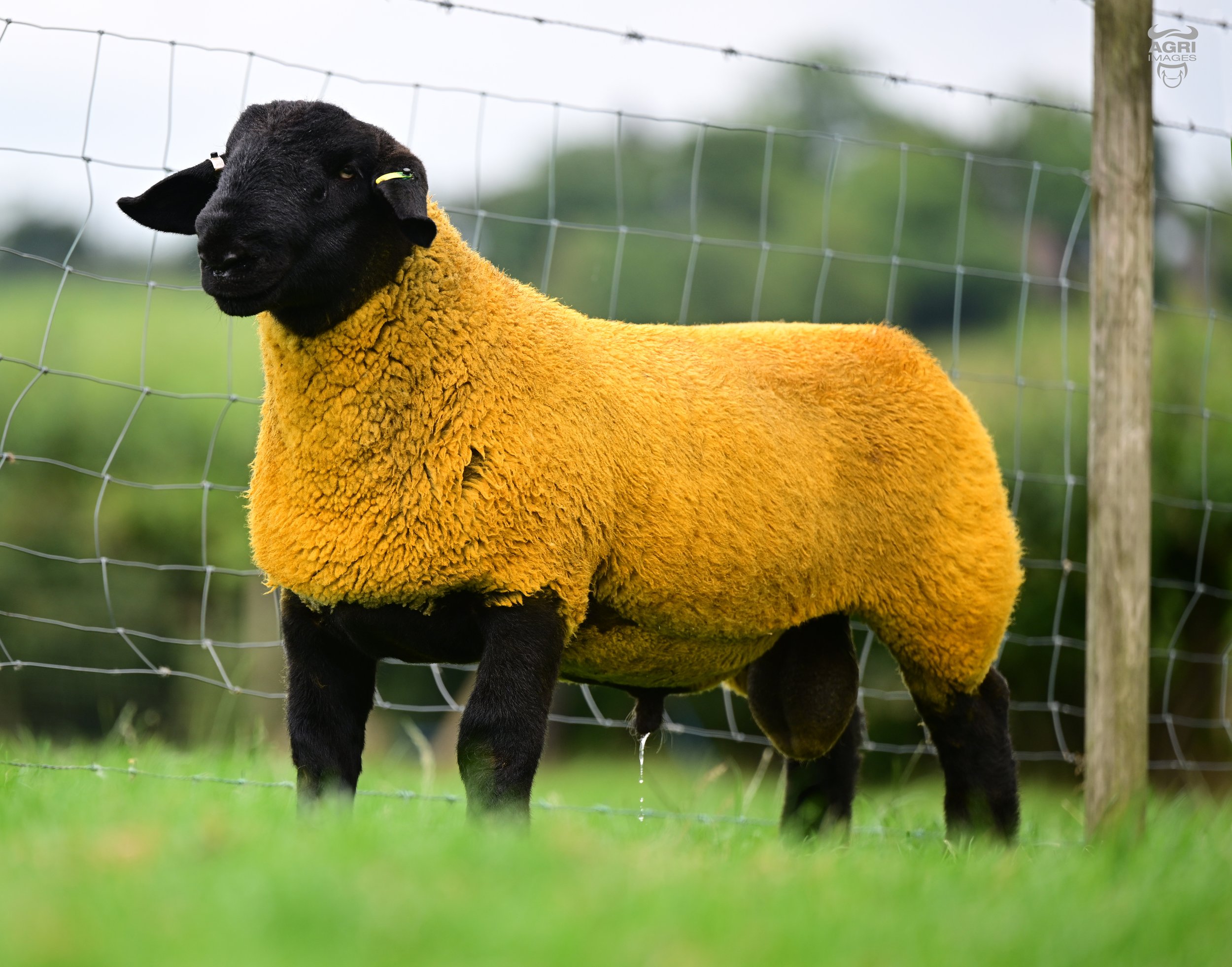 Lot 81, our 1st offering from Redbrae Majestic. Just the presence and colours we desire.
Massive, natural thriver, with great hair, power and lift, a spring of rib like sheep need to have.
We think this tup has the right stamp to be a great shearlin