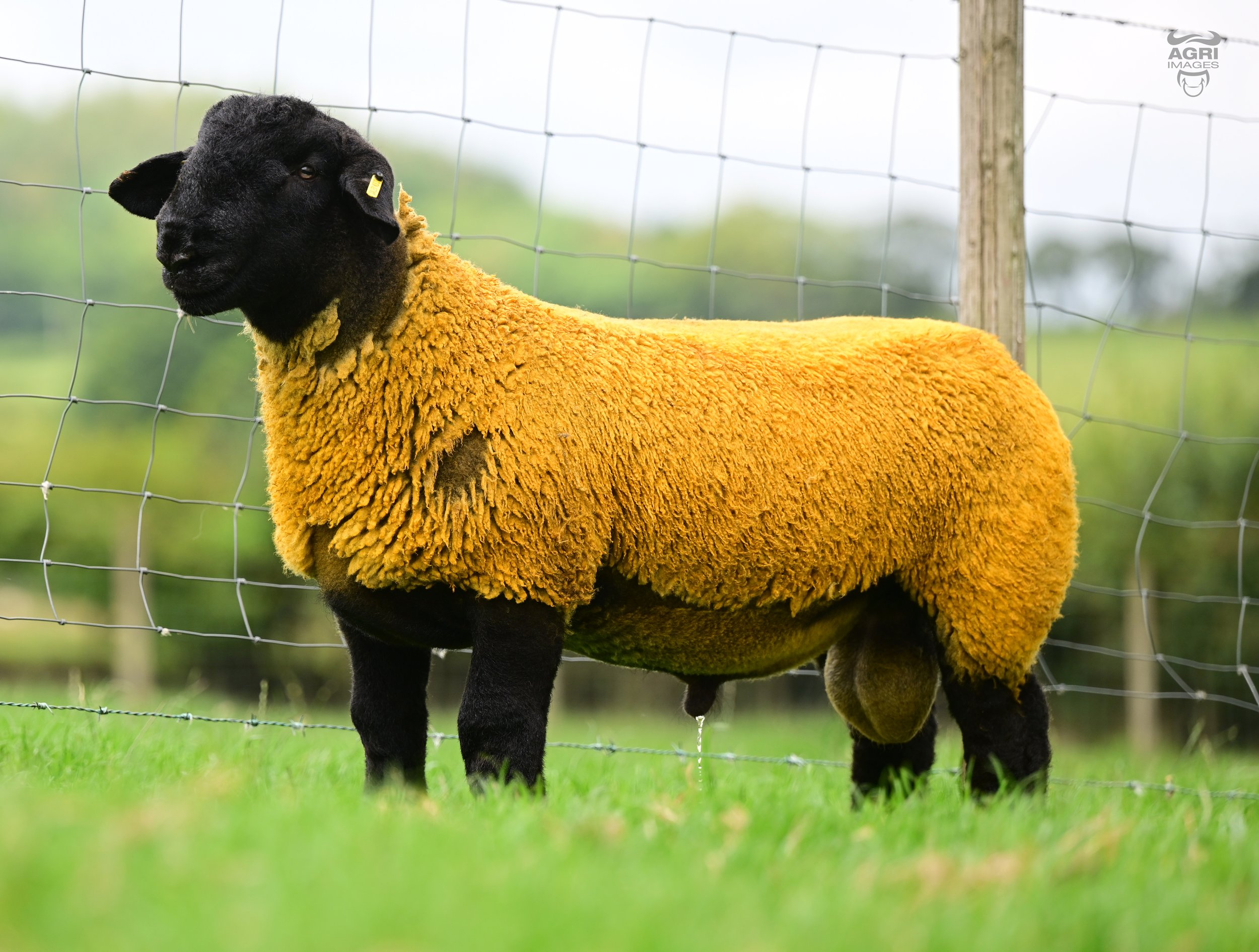 Lot 84- We were keeping this lad for our lead lamb on our on farm sale, but have decided to take him to Ballymena given how he has done, another Rocket with great body and power.