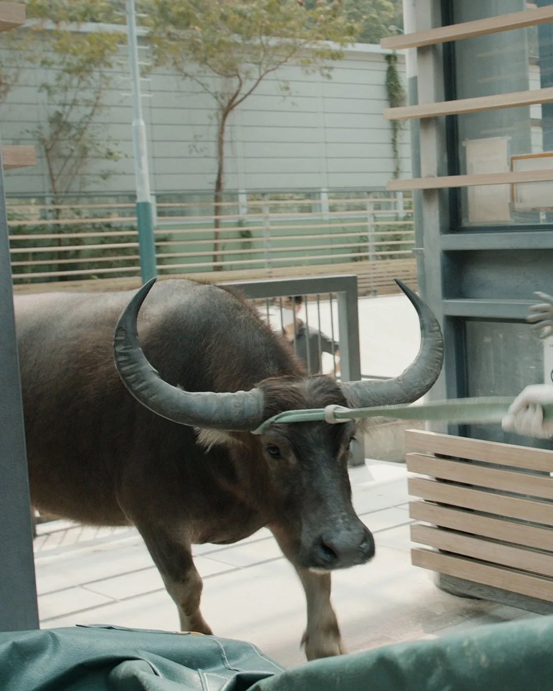 One day, two buffalo buddies, Shap Chad and Shap Kau, found themselves trapped in a skate park in Tung Chung, across the mountainous divide that separates North and South Lantau. 

They were very far from home, hot, thirsty, and clearly out of sorts.