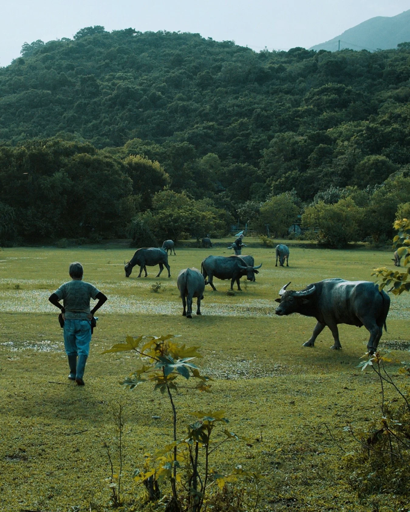 Jean among the buffalo. 

#motherofbuffalo #daedalumfilms #lantauisland #hongkong #documentary #documentaryfilm
