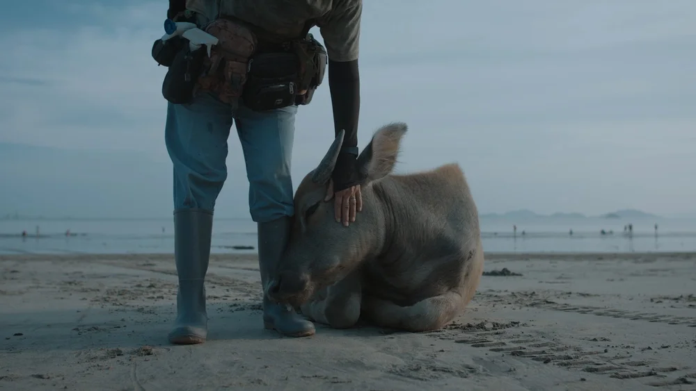 Jean Leung kneels on the beach beside a resting buffalo calf