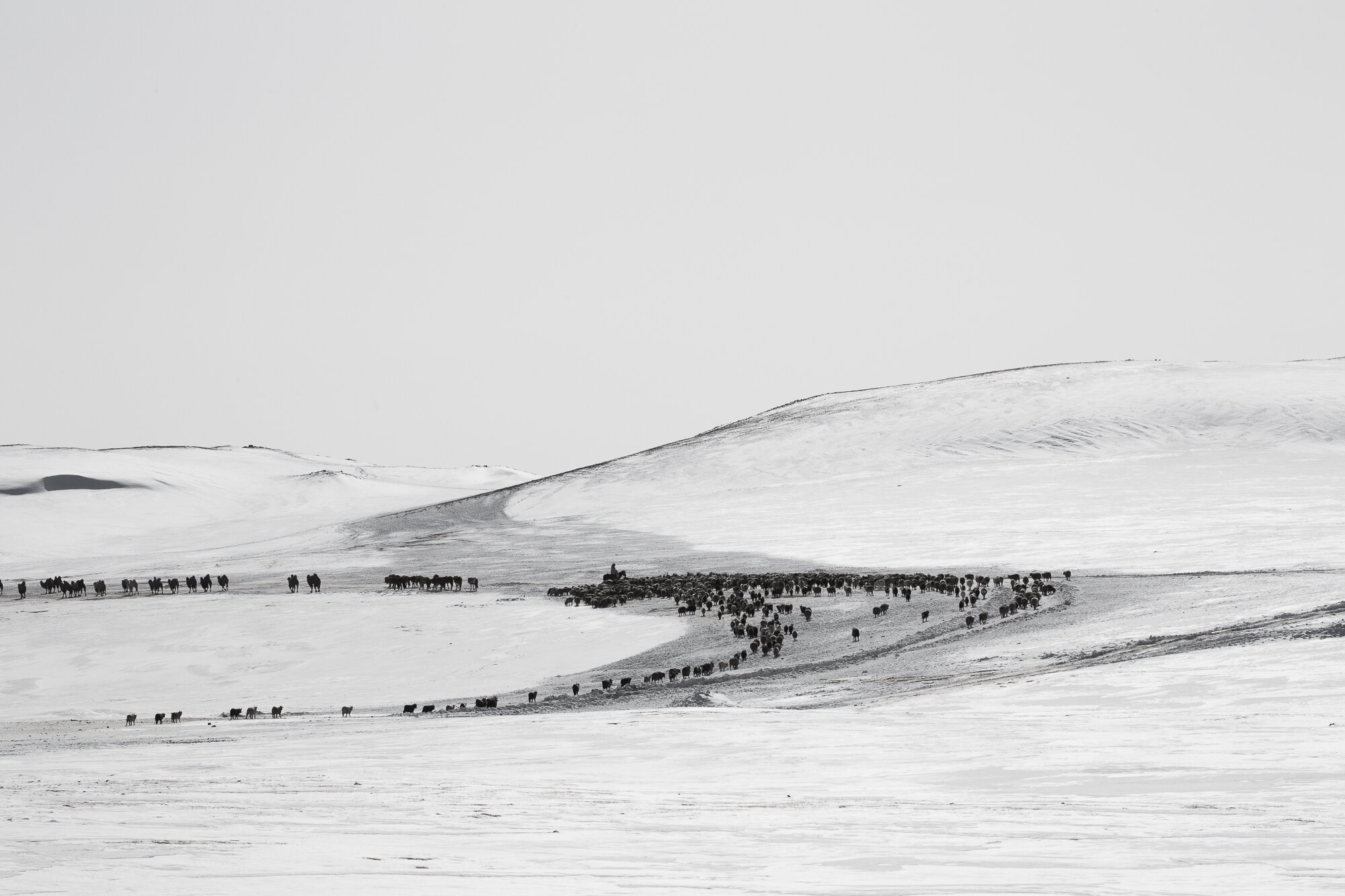 The snow covered mountains of mongolia, Fine Art Print, Martin Vogt