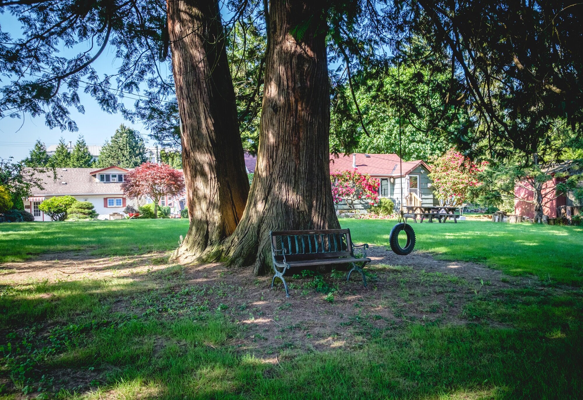 Cedar tree with tire swing