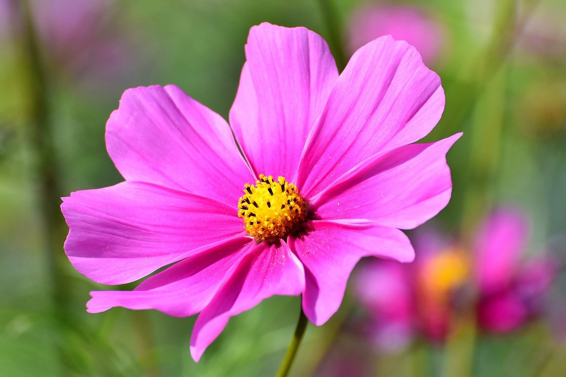 fes flower.jpeg