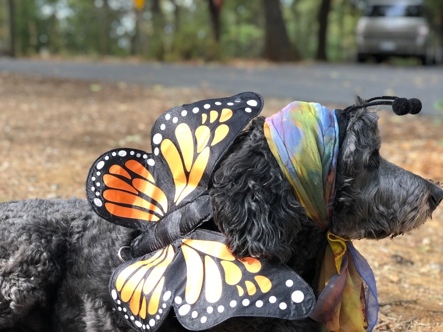 This is the ONLY type of bug you want sitting on your dog this season 🦋

Let&rsquo;s talk about how to get rid of fleas &amp; ticks, and keep them gone for good... naturally! I know I&rsquo;ve said it many times before, but using a product like this