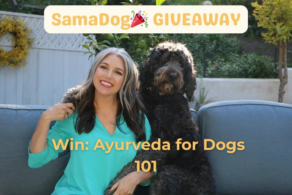 🌟 Giveaway! Celebrating 9 Years of Sama Dog 🌟⁠
To honor this beautiful milestone, we&rsquo;re giving away 5 enrollments to our online course Ayurveda for Dogs 101 &mdash; a foundational guide to understanding your dog&rsquo;s unique mind-body type 